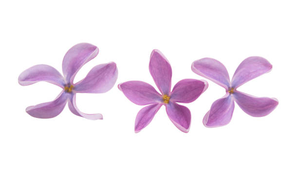 istock lilac flowers isolated 1034716058