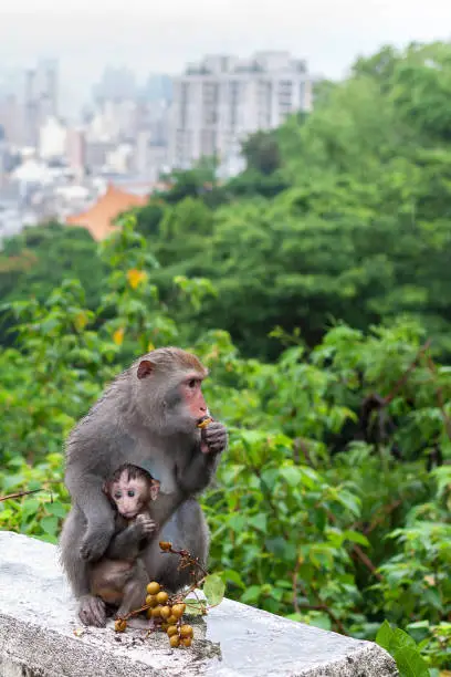 Native only to Taiwan, Formosan Rock Macaque Monkey's sit outside in a light rain, eating some local fruit. The baby monkey leans into his mother's arms to stay out of the rain. The city of Kaohsiung, Taiwan is seen in the background.