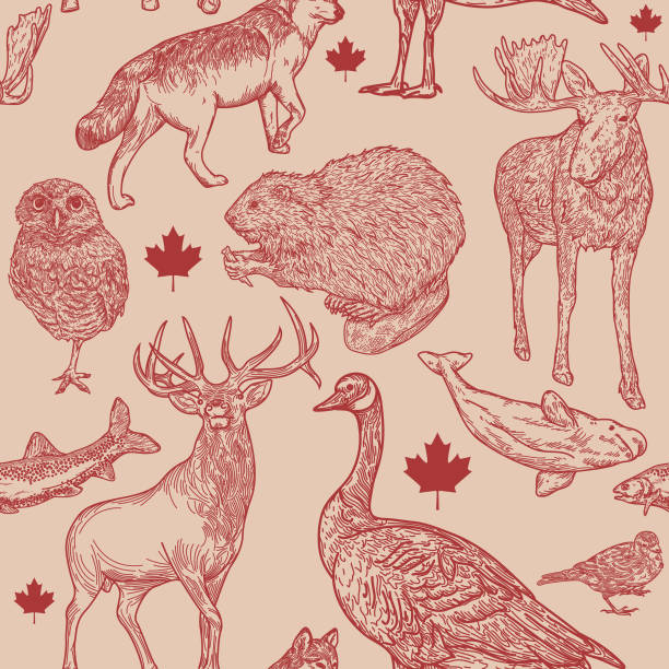 illustrations, cliparts, dessins animés et icônes de la faune canadiana seamless pattern - faune sauvage