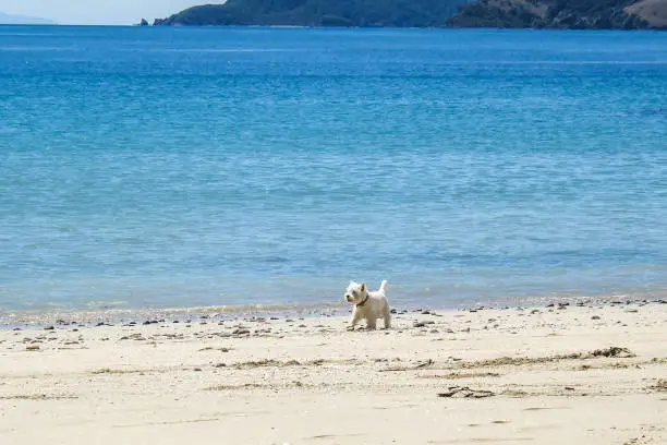 Beach dog: west highland white terrier westie walking off-leash on sandy beach next to blue sea in summer in Coromandel, New Zealand, NZ