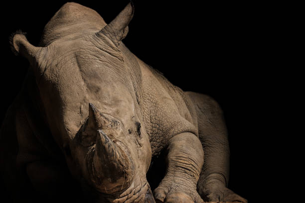 istock Southern White Rhinoceros (rhino) 1034721712