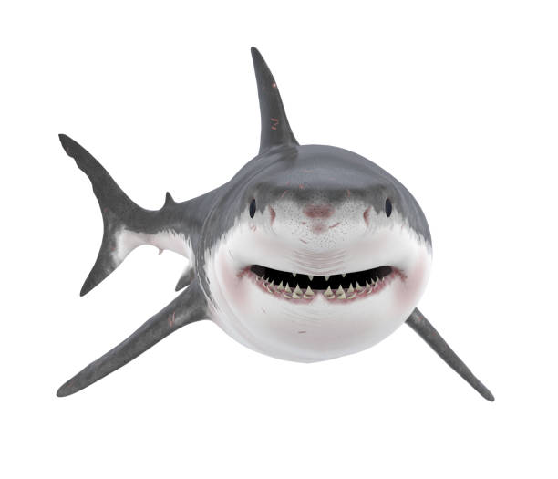 Great White Shark Isolated Great White Shark isolated on white background. 3D render great white shark stock pictures, royalty-free photos & images
