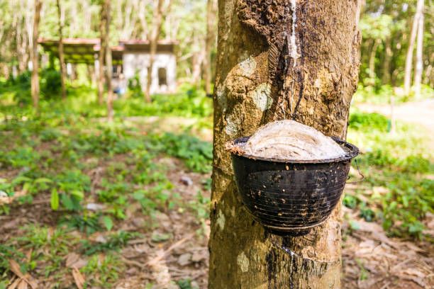 Maple Sap For Ruber 190+ Tapping Sap From The Rubber Tree Stock Photos, Pictures & Royalty ...