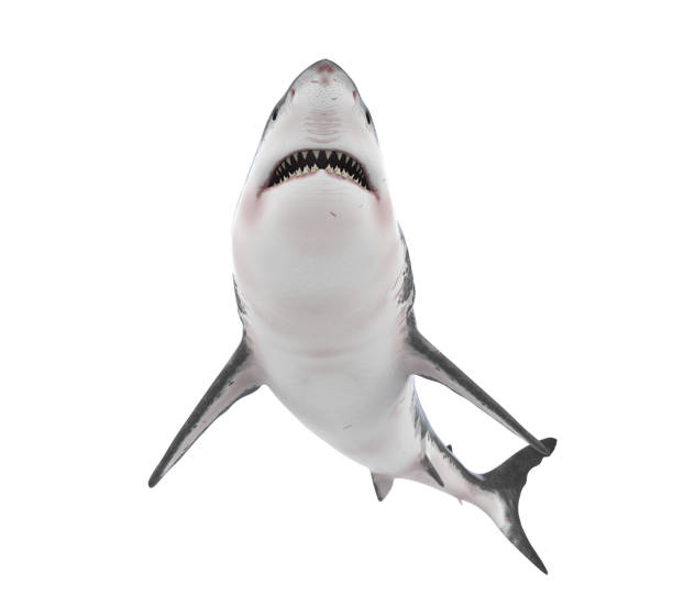 grande tubarão branco isolado - sand tiger shark - fotografias e filmes do acervo