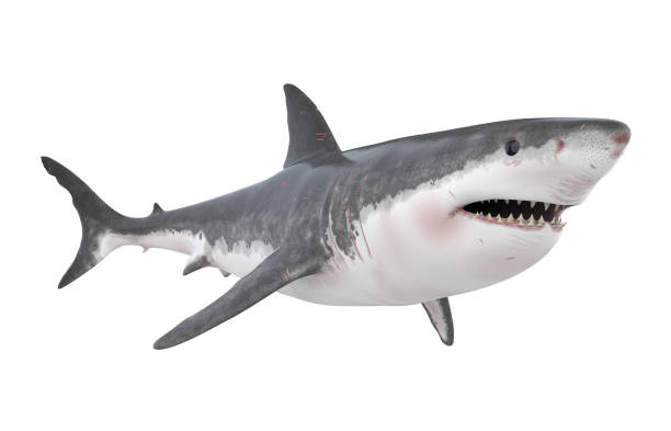 Great White Shark Isolated Great White Shark isolated on white background. 3D render shark stock pictures, royalty-free photos & images