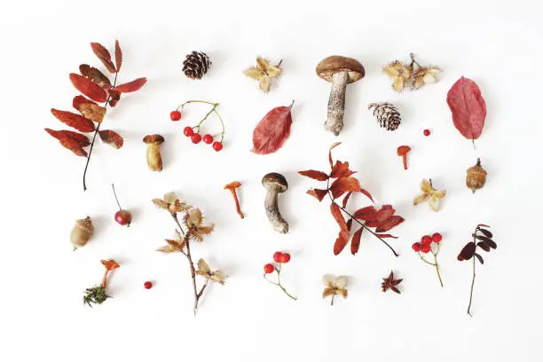 Autumn styled botanical arrangement. Composition of mushrooms, acorns, pine cones, beechnuts, colorful dried leaves, little apples and rowan berreis on white table background, fall design, flat lay.