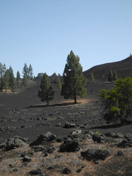 istock Canary pine at Tenerife 1034725084