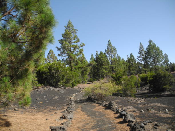 istock Path at Areanas Negras, Tenerife 1034725186
