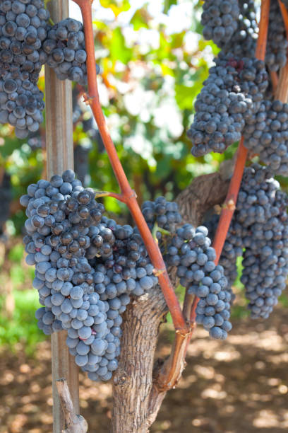 istock Ripe grapes on a vine with green leaves 1034728320