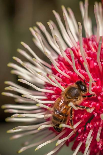 istock Honey Bee Feeding on Eucalyptus Flower, Sunbury, Victoria, Australia, October 2017 1034730778