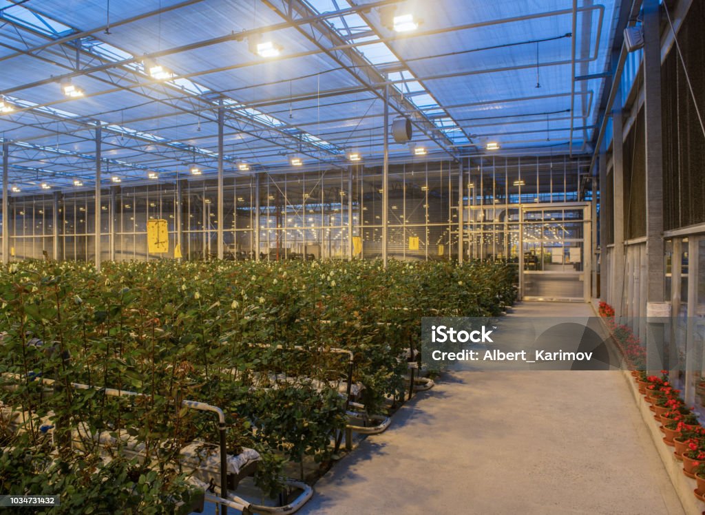 greenhouse with rose flowers large greenhouse with roses with burning light in the evening Agriculture Stock Photo