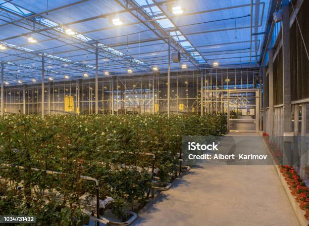 Greenhouse With Rose Flowers Stock Photo - Download Image Now - Agriculture, Indoors, Illuminated