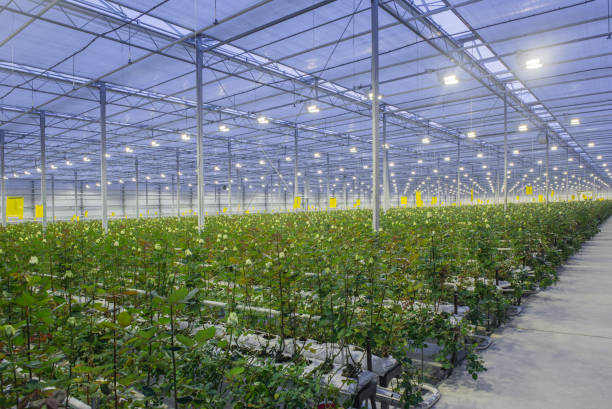 istock greenhouse with rose flowers 1034733948