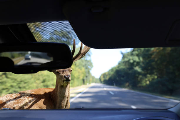 istock Be aware of deer crossing! 1034739078