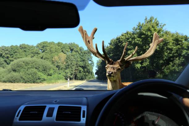 istock Be aware of deer crossing! 1034739270