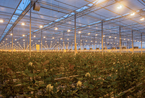 istock greenhouse with rose flowers 1034739826