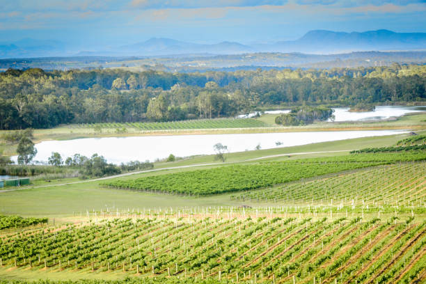 istock Vineyard in the Hunter Region, Australia 1034740430