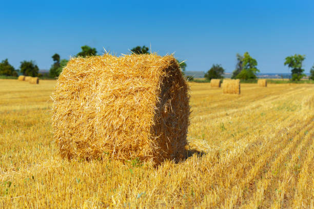 istock Golden hay bales in countryside 1034742914