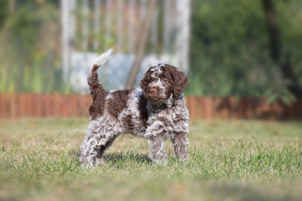 Puppy lagotto romagnolo 1 Puppy Lagotto romagnolo posing wonderfully for the picture lagotto romagnolo stock pictures, royalty-free photos & images