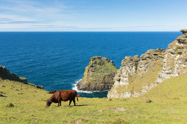 istock Cornwall coast with cow grazing between Tintagel and Boscastle 1034743016