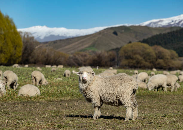 istock Sheep in New Zealand 1034743110