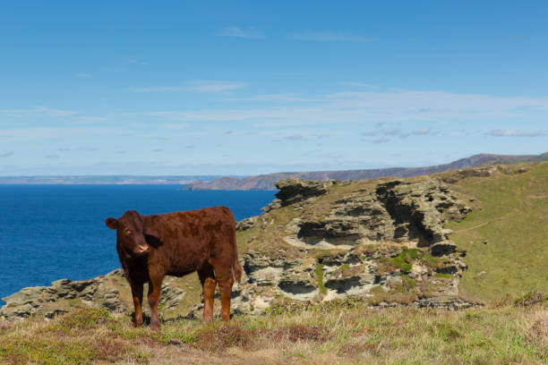 istock Coast path view Cornwall on walk from Tintagel to Boscastle with cow 1034743178