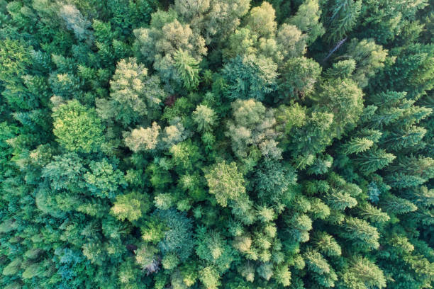 istock Pine and fir tree forest from above 1034743288