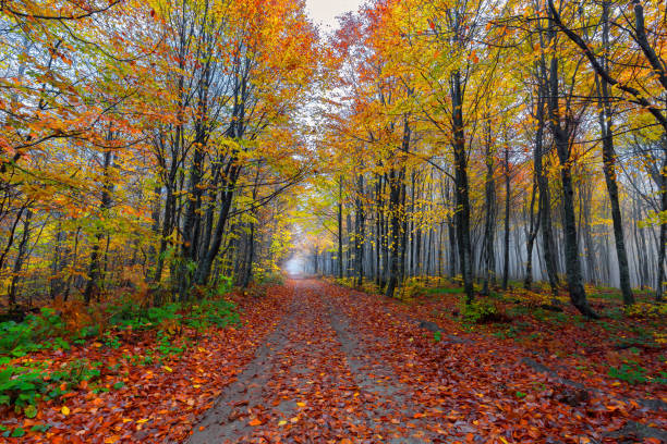 istock Forest road. Foggy. 1034743662