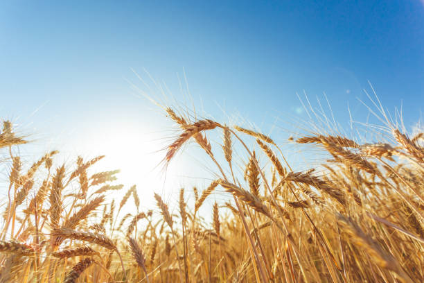 istock golden wheat field and sunny day 1034746448