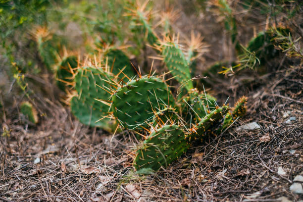 istock Opuntia cactus on wildlife 1034747004
