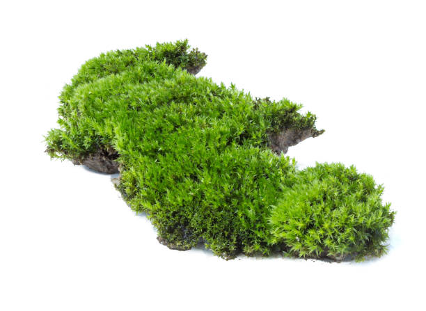 istock Green moss isolated on white background close up 1034747110
