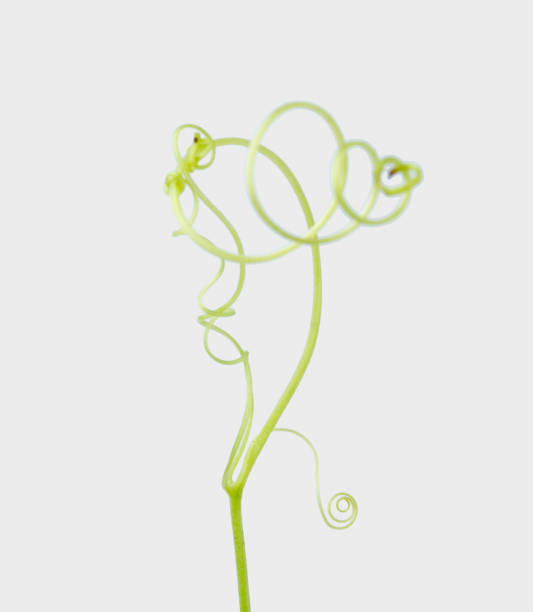 istock Green ivy plant isolated on gray background, clipping path 1034747198