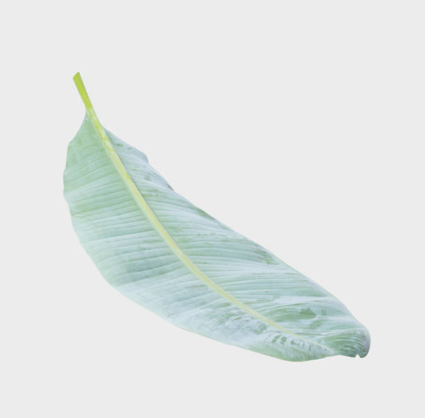 istock banana leaf.Isolated on white background with clipping path. 1034747204