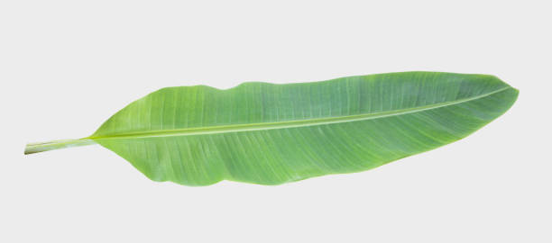 istock banana leaf.Isolated on white background with clipping path. 1034747318