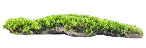 istock Green moss isolated on white background close up 1034747336