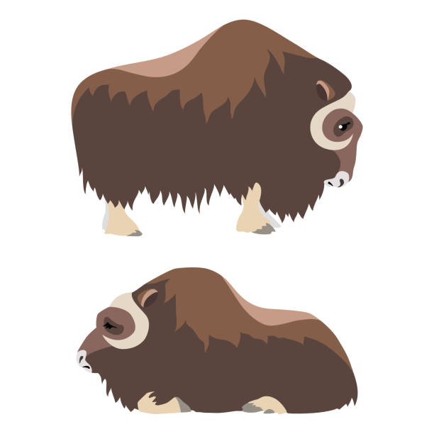 Musk ox vector art illustration