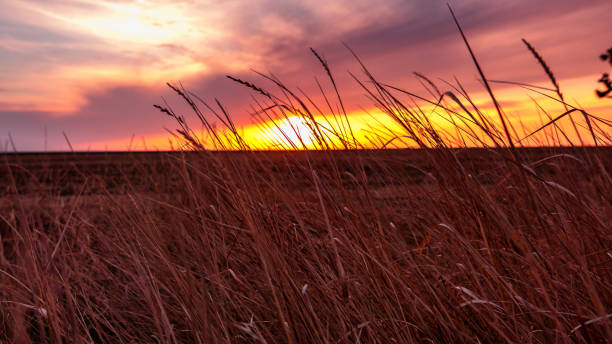 istock field at sunset in summer 1034749894
