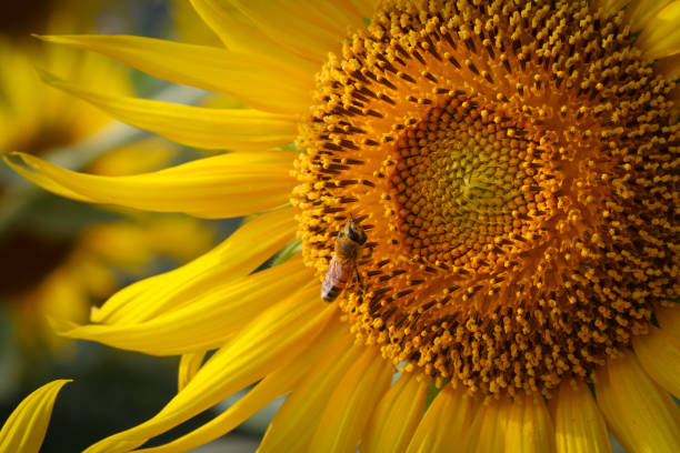 istock Sunflower Field in Japan 1034750076