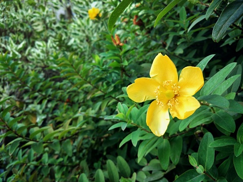 Blooming yellow flower on a green background of beautiful leaves