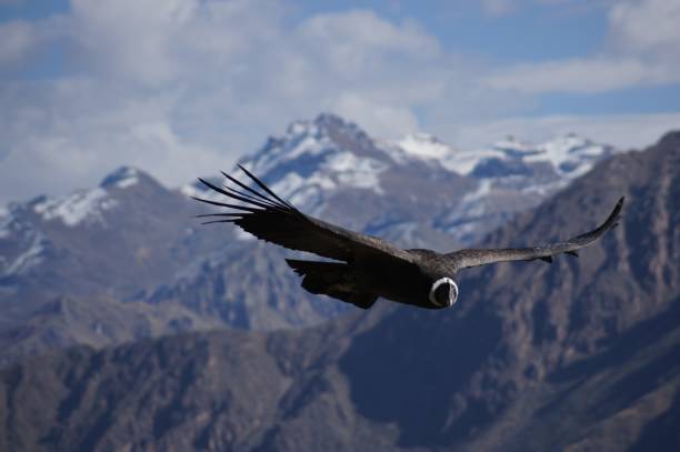 istock Condor of the Andes 1034751714