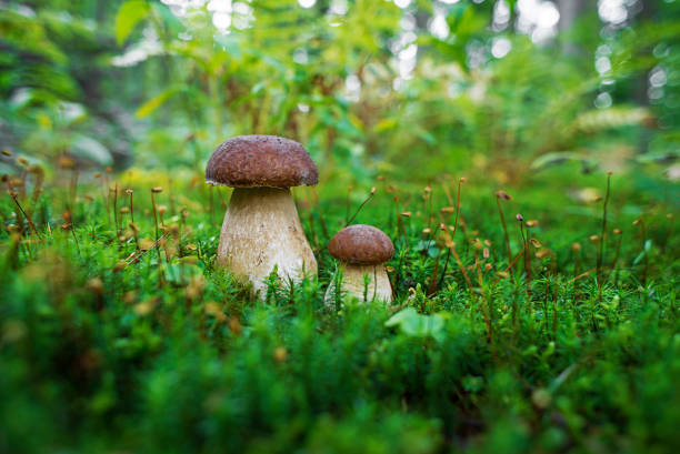 boletus edulis - fungo commestibile - porcini mushroom foto e immagini stock