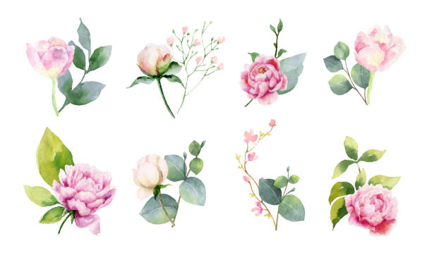ilustraciones, imágenes clip art, dibujos animados e iconos de stock de acuarela vector conjunto de racimos de ramas verdes y flowersset de ramos de flores y ramas verdes. - rosa flor