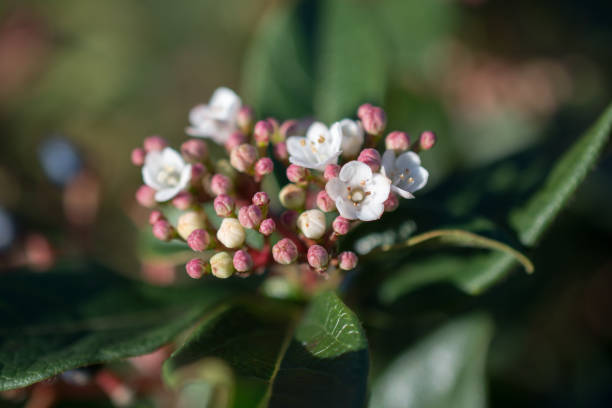 istock Blooming beautiful colorful natural flowers in view 1034757230