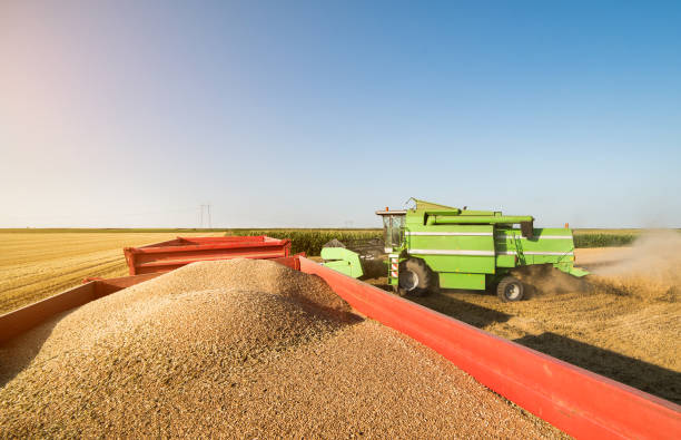 istock Harvesting of wheat fields with combine 1034758484