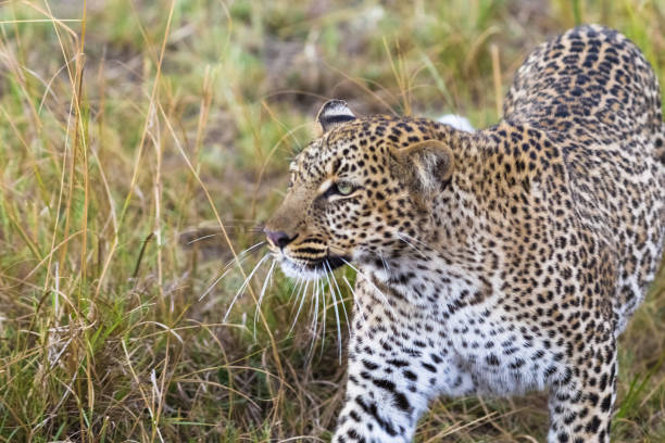 istock The leopard conceals prey. Masai Mara, Kenya 1034764742