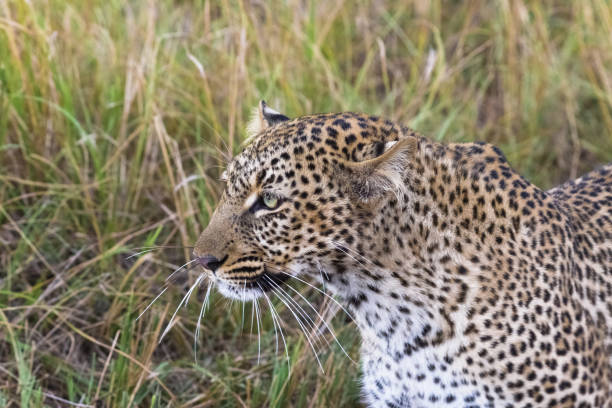 istock The leopard walks the savannah. Masai Mara, Kenya 1034764794
