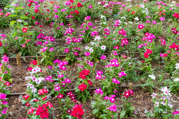 istock Flowerbed, drip irrigation system in park of Israel 1034768182