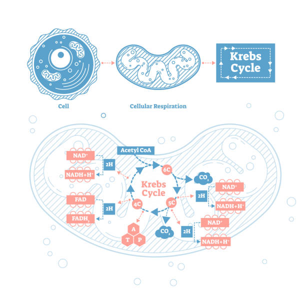 krebs-zyklus-vektor-illustration. zellatmung umriss schema beschriftet - enzyme stoffwechsel stock-grafiken, -clipart, -cartoons und -symbole