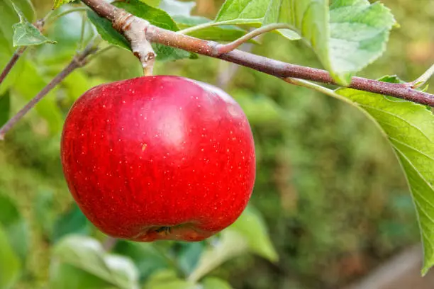 single red apple