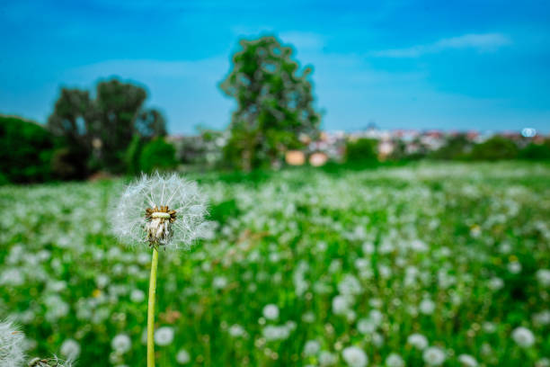 field of white dandelions close up